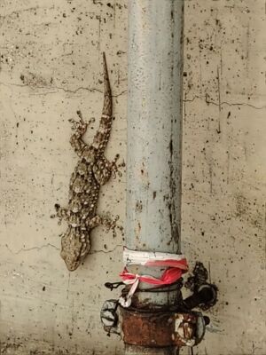 Geco comune <i>Tarentola mauritanica</i>