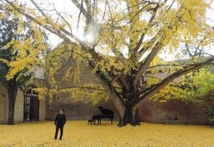 Il pianista Marcelo Cesena nel giardino della Biblioteca Ariostea, davanti al Ginkgo biloba L. Fotografia di Fausto Natali ©