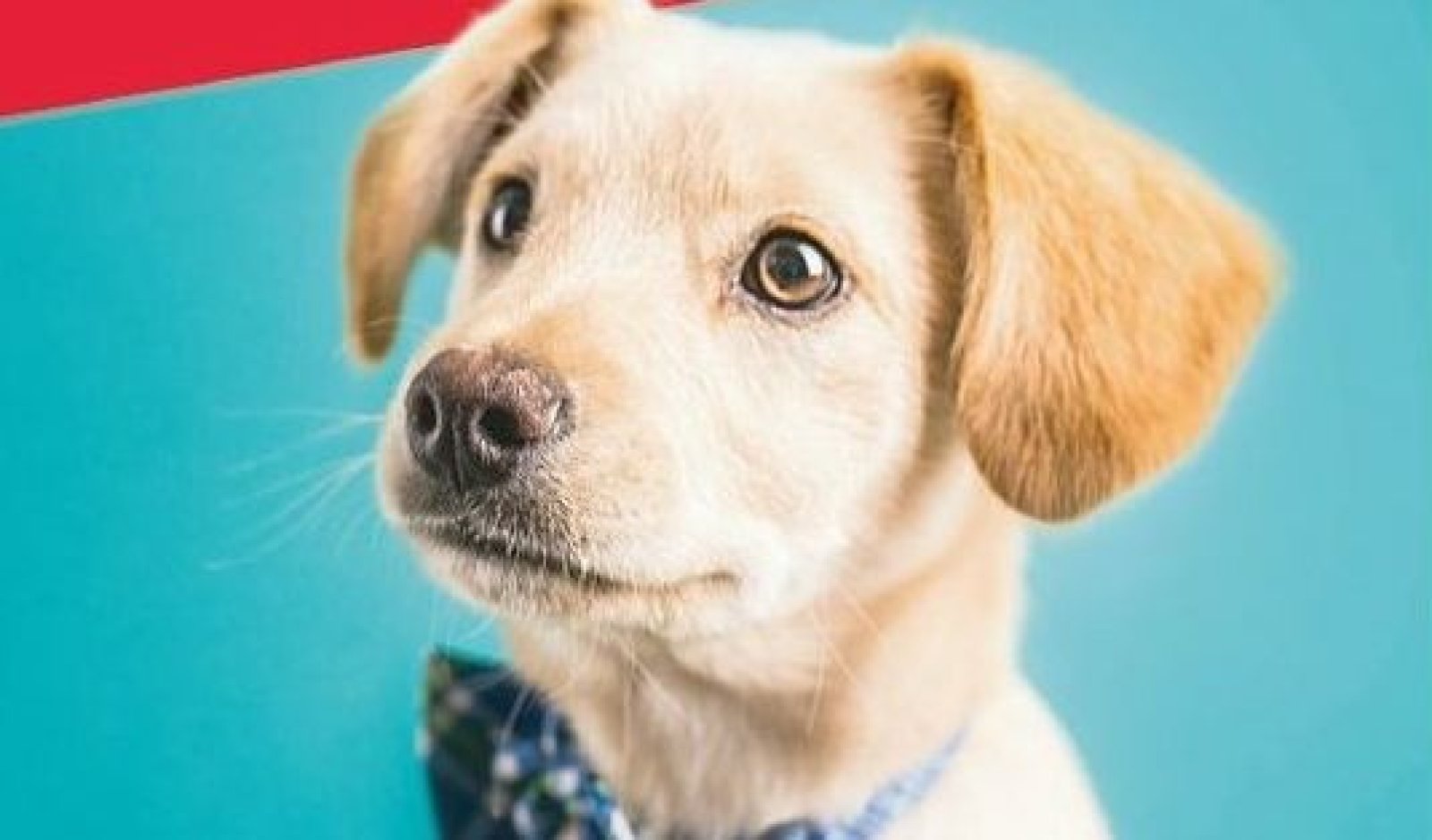 Un'immagine generica segnaposto con angoli arrotondati in una figura.