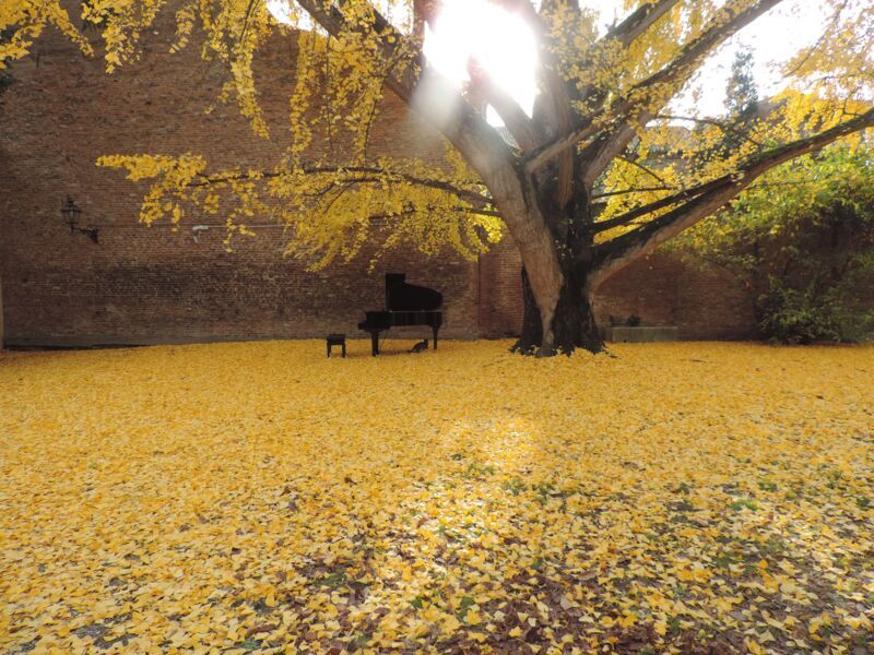 Foto dal concerto del pianista Marcelo Cesena nel giardino della Biblioteca Ariostea, davanti al Ginkgo biloba L. Fotografia di Fausto Natali ©