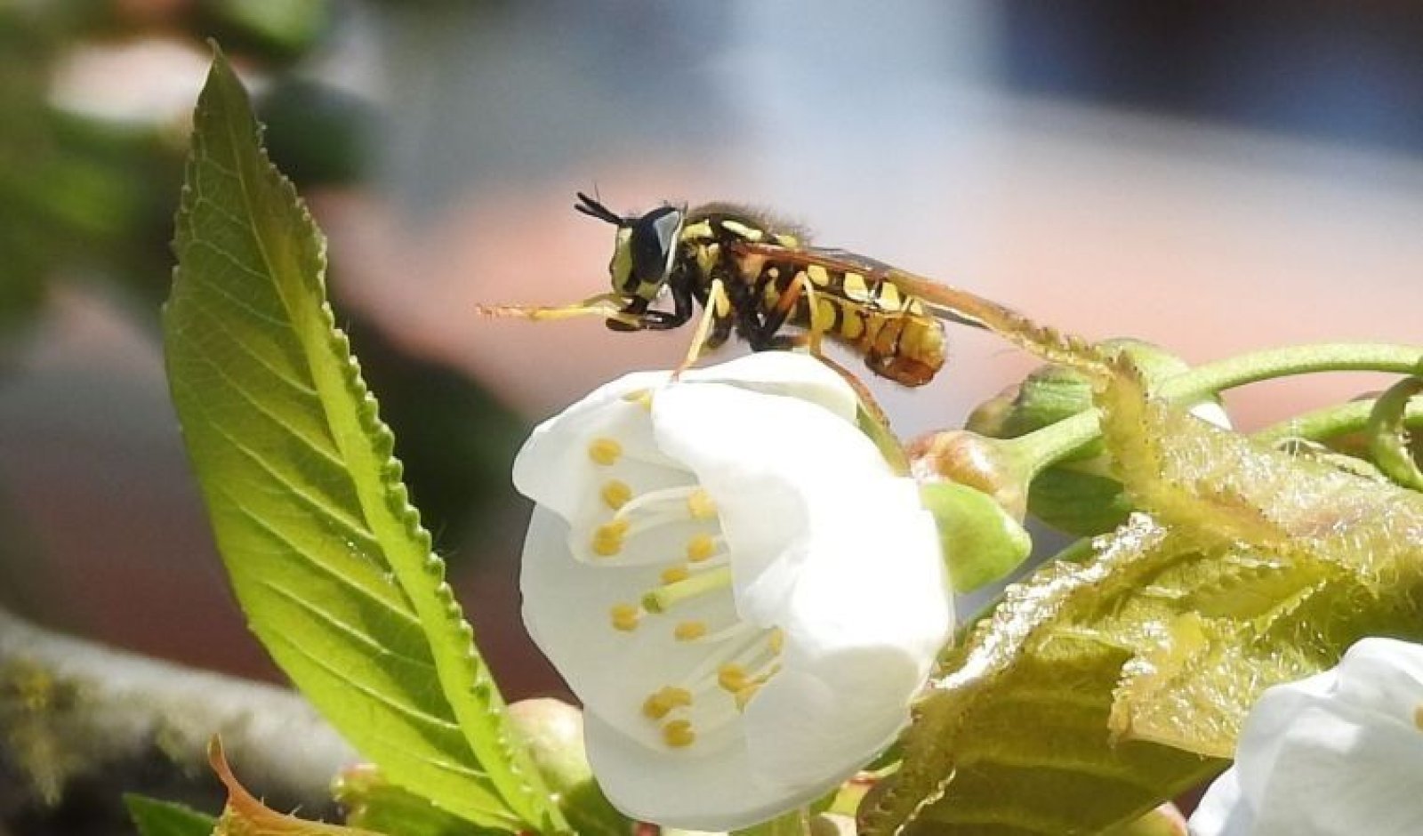 Un'immagine generica segnaposto con angoli arrotondati in una figura.