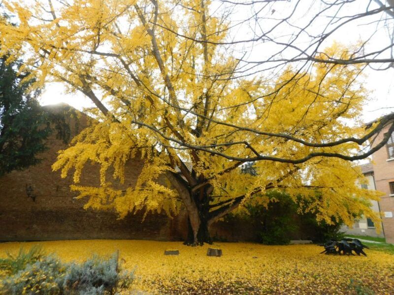 Il Ginkgo in autunno. Fotografia di Fausto Natali