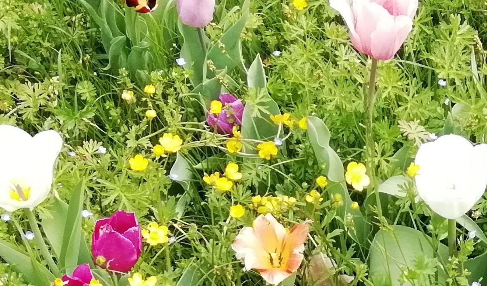 Un'immagine generica segnaposto con angoli arrotondati in una figura.