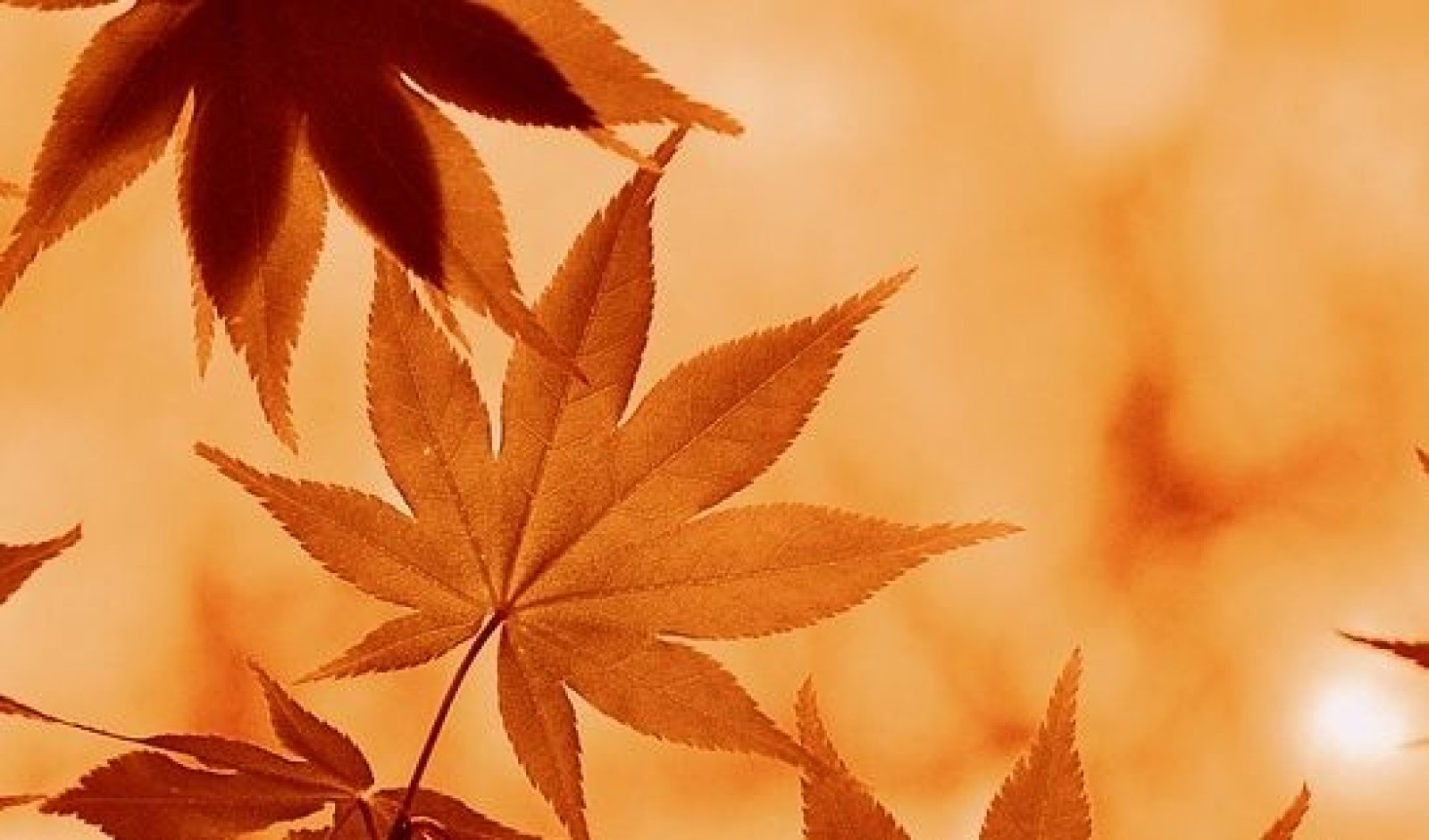 Un'immagine generica segnaposto con angoli arrotondati in una figura.